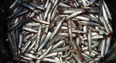 GL 1: Impatto della legislazione Europea sulla Pesca del Mediterraneo - Rigetti